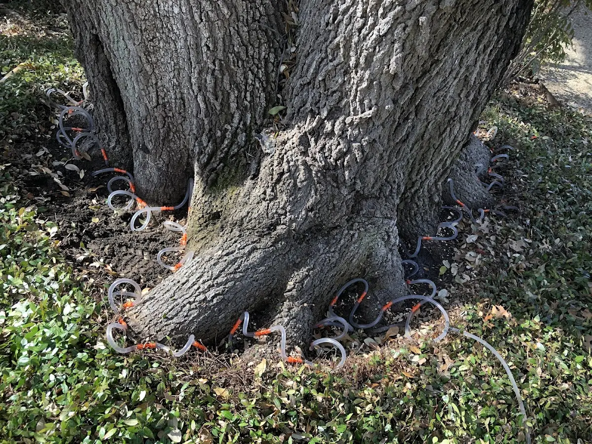 Detailed Shrub and Hedge Trimming job site in Von Ormy