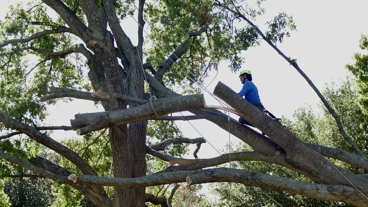 Professional Crown Thinning performed by certified arborists in Von Ormy