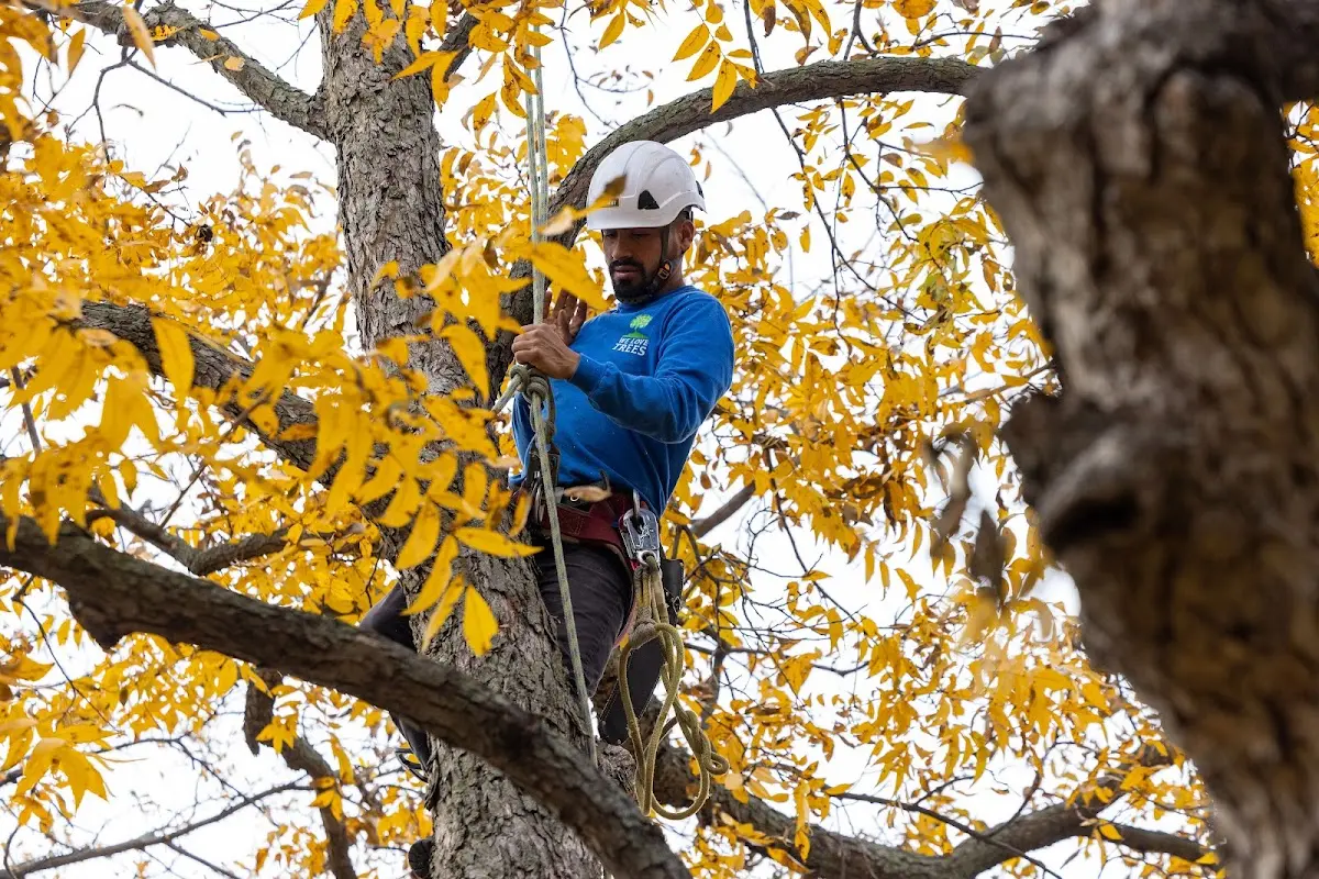 Skilled Tree Pruning crew working in Von Ormy