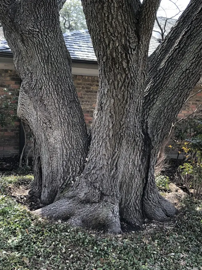 Mature heritage tree close to a Von Ormy property cared for by certified arborists